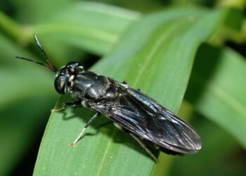Estudian capacidad de una mosca para biotransformar residuos