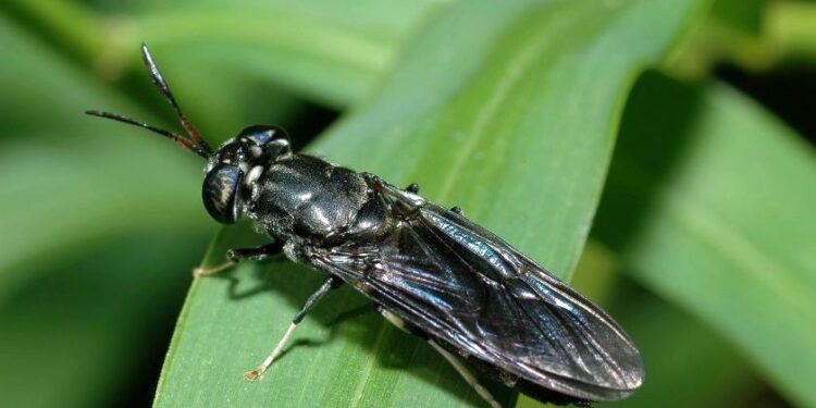 Estudian capacidad de una mosca para biotransformar residuos