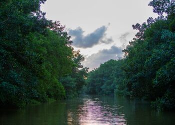 Humedales, un recurso natural valioso para el mundo