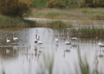 Costa Rica anuncia estrategia de carbono azul para impulsar la conservación
