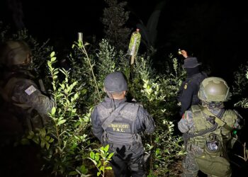 Más de 62 mil arbustos de coca erradicadas en Alta Verapaz