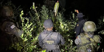 Más de 62 mil arbustos de coca erradicadas en Alta Verapaz
