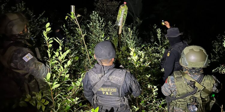 Más de 62 mil arbustos de coca erradicadas en Alta Verapaz