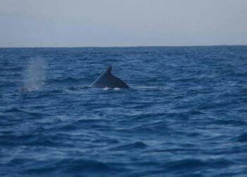 Subida del nivel del mar amenaza con “gran éxodo”