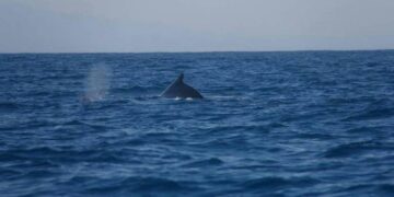 Subida del nivel del mar amenaza con “gran éxodo”