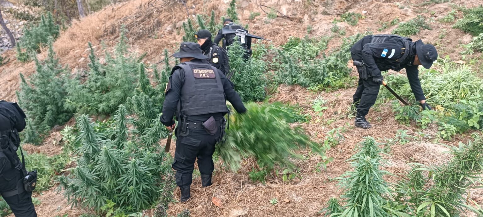 PNC ejecuta erradicación de más de 5 mil matas de marihuana en Huehuetenango