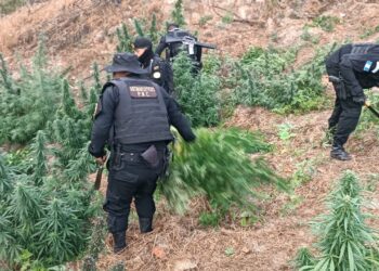 PNC ejecuta erradicación de más de 5 mil matas de marihuana en Huehuetenango