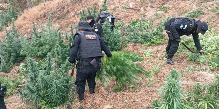 PNC ejecuta erradicación de más de 5 mil matas de marihuana en Huehuetenango