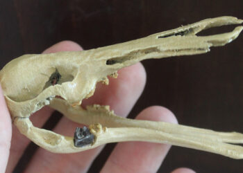 Hallan en Argentina restos fósiles de un pariente del ornitorrinco