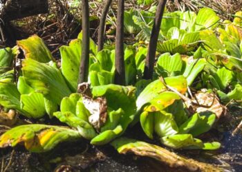 Avanza proyecto de restauración del ecosistema manglar