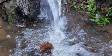 Continúan acciones para resguardar riqueza natural de cordillera Alux