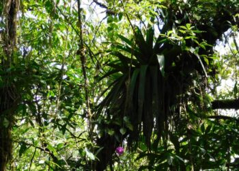 Inab evalúa proyectos de incentivos forestales en Huehuetenango