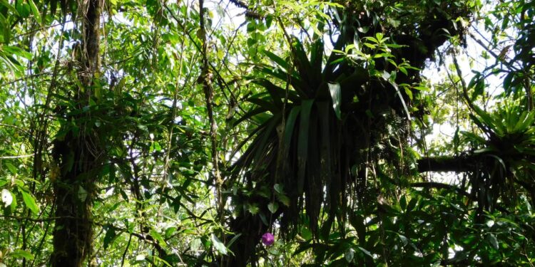 Inab evalúa proyectos de incentivos forestales en Huehuetenango