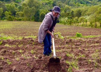Jalapa trabaja en producción hortícola orgánica para exportación