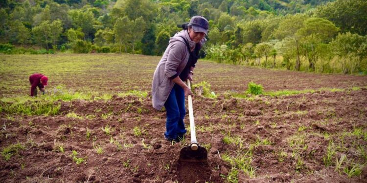 Jalapa trabaja en producción hortícola orgánica para exportación