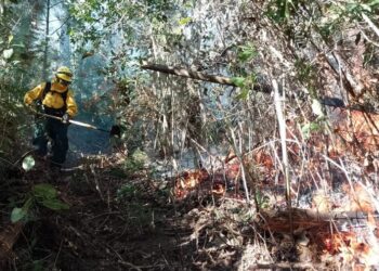Extinguen incendio forestal en Casillas