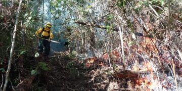 Extinguen incendio forestal en Casillas