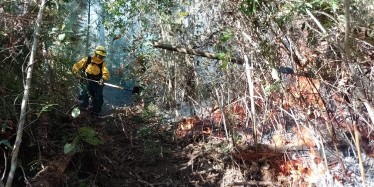 Extinguen incendio forestal en Casillas