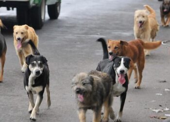 Huehuetenango comprometido con el bienestar animal