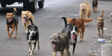 Huehuetenango comprometido con el bienestar animal