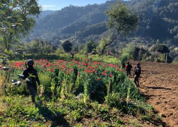 Ejército localiza plantación de amapola en San Marcos