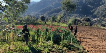 Ejército localiza plantación de amapola en San Marcos