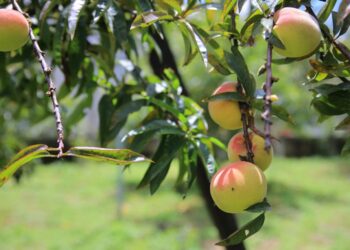 MAGA presenta análisis agroclimático por temporada seca y fría