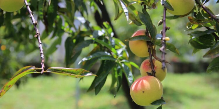 MAGA presenta análisis agroclimático por temporada seca y fría