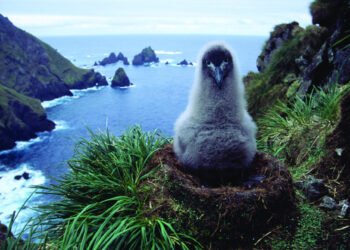 Australia expande un parque marino subantártico