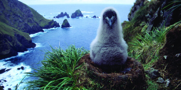 Australia expande un parque marino subantártico