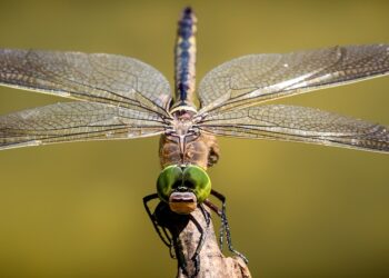 Libélulas inspiran nuevos materiales capaces de repeler los microbios
