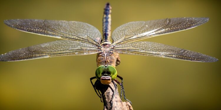 Libélulas inspiran nuevos materiales capaces de repeler los microbios