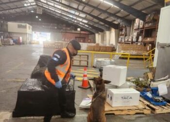 Agentes antinarcóticos incautan droga en encomienda