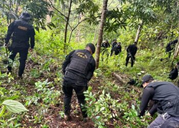 Policías erradicaron más de 50 mil arbustos de coca. /Foto: PNC