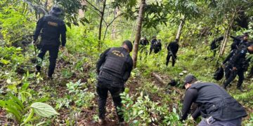 Policías erradicaron más de 50 mil arbustos de coca. /Foto: PNC