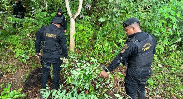 Erradicación de plantaciones en combate al narcotráfico. /Foto: Mingob
