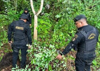 Erradicación de plantaciones en combate al narcotráfico. /Foto: Mingob