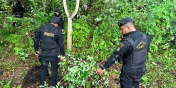 Erradicación de plantaciones en combate al narcotráfico. /Foto: Mingob