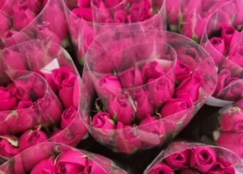 Guatemala exporta unos 8 millones de rosas en San Valentín
