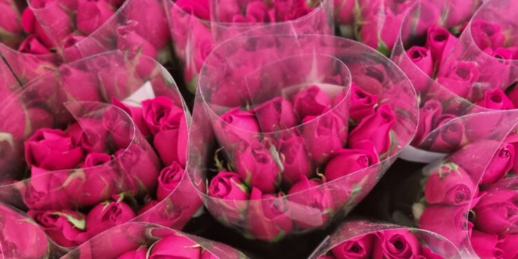 Guatemala exporta unos 8 millones de rosas en San Valentín