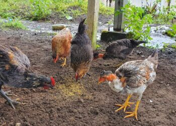 Aumentan procesos de vigilancia ante caso de influenza aviar