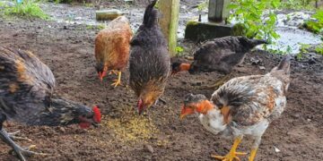 Aumentan procesos de vigilancia ante caso de influenza aviar