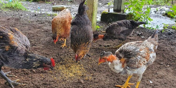 Aumentan procesos de vigilancia ante caso de influenza aviar