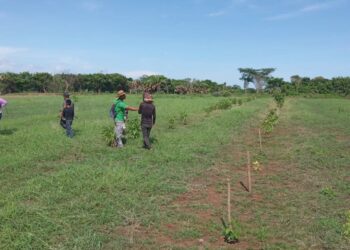 Personal realiza monitoreo de plantación de bosques. /Foto: Fontierras