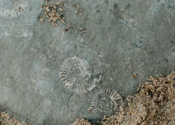 Fósiles revelan cómo surgió la biodiversidad actual hace 15 millones de años