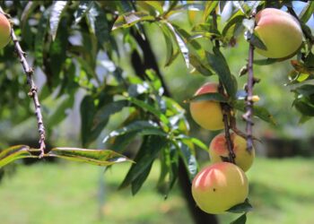 Impulsan nuevas variedades de melocotón en Guatemala