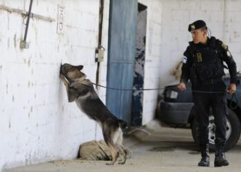Agentes caninos culminaron su proceso de adiestramiento. /Foto: Mingob