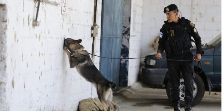 Agentes caninos culminaron su proceso de adiestramiento. /Foto: Mingob