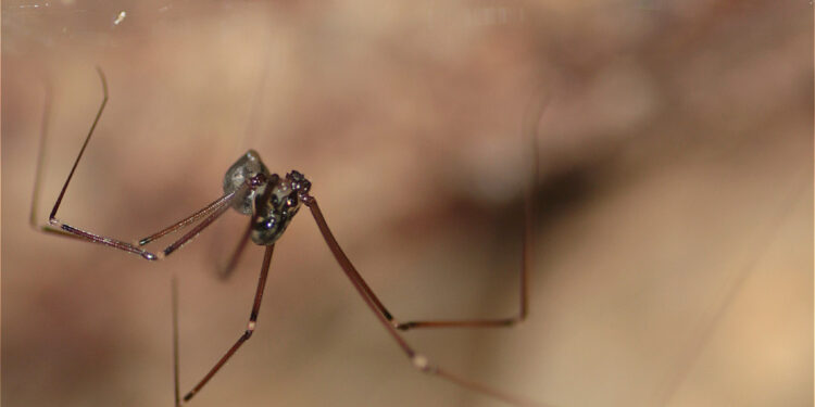 Registran en Ecuador cuatro nuevas especies de arañas