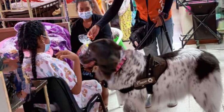 Niños del Hospital San Juan de Dios reciben terapia asistida con animales
